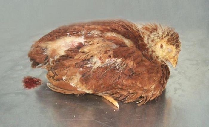 BỆNH TỤ HUYẾT TRÙNG Ở GÀ VÀ CÁCH ĐIỀU TRỊ - Cẩm nang nuôi trồng sinh vật cảnh